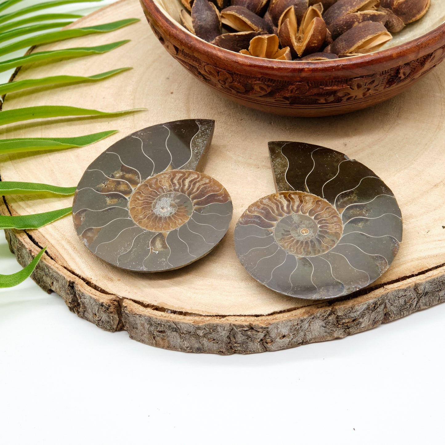 large authentic ammonite pairs prehistorc fossils