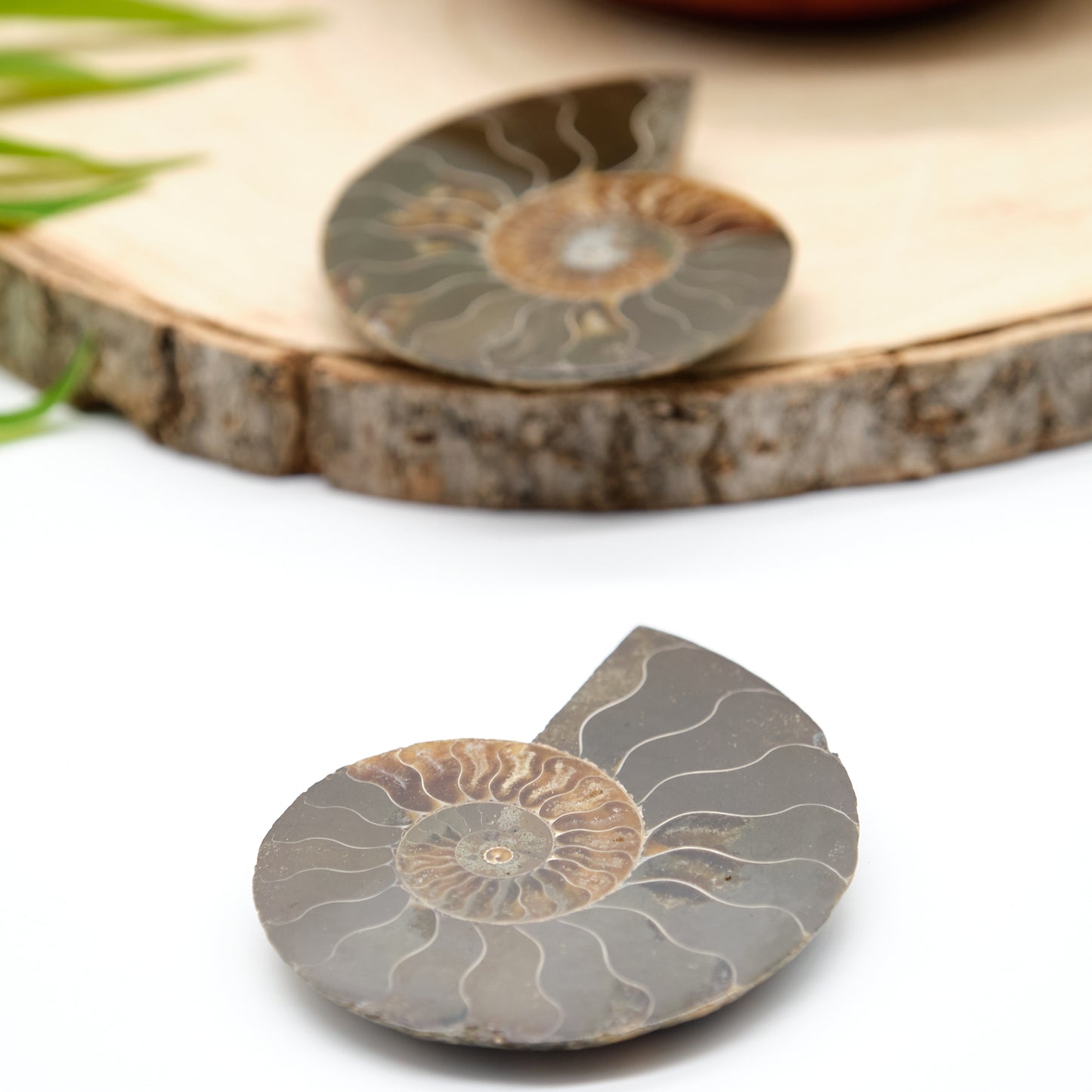 large authentic ammonite pairs prehistorc fossils