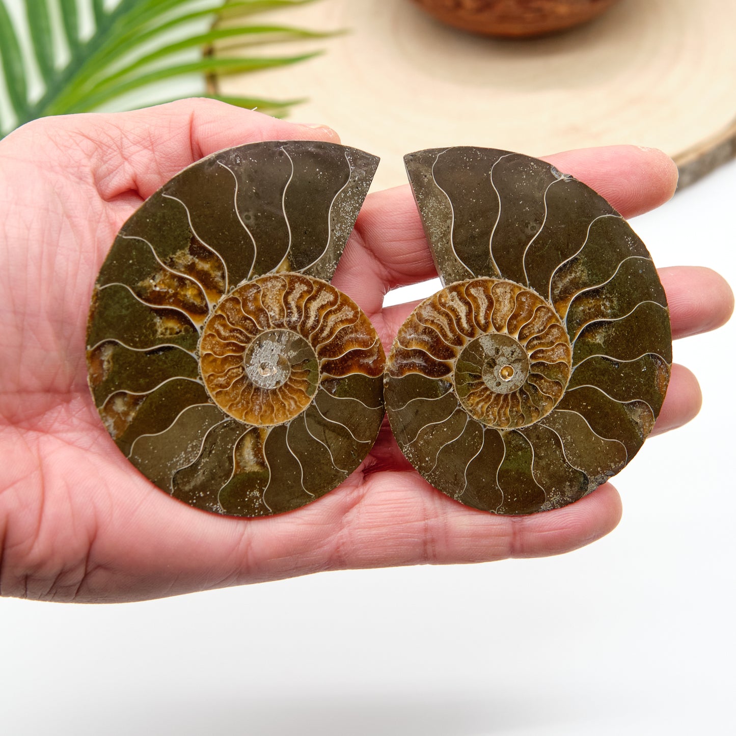 large authentic ammonite pairs prehistorc fossils