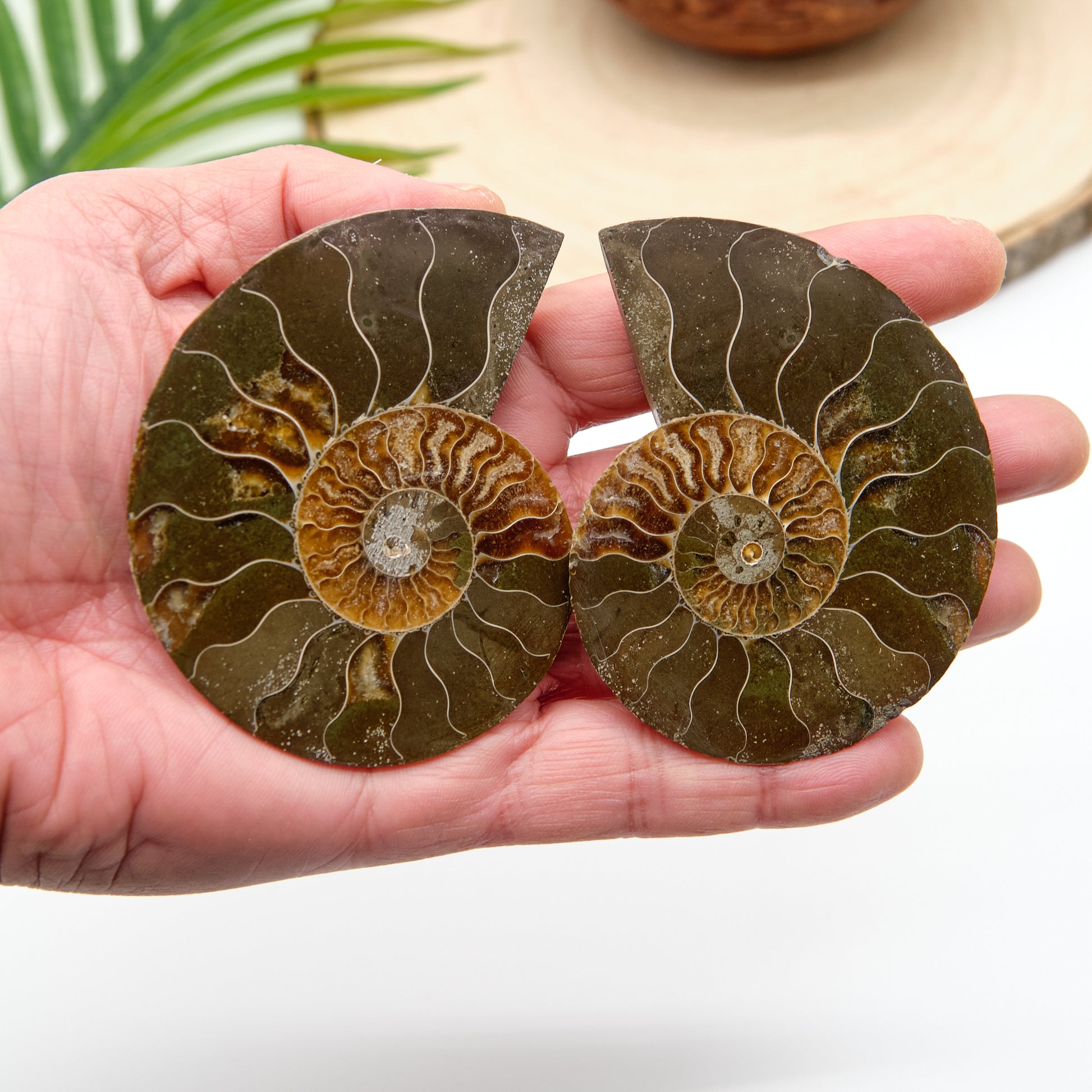 large authentic ammonite pairs prehistorc fossils
