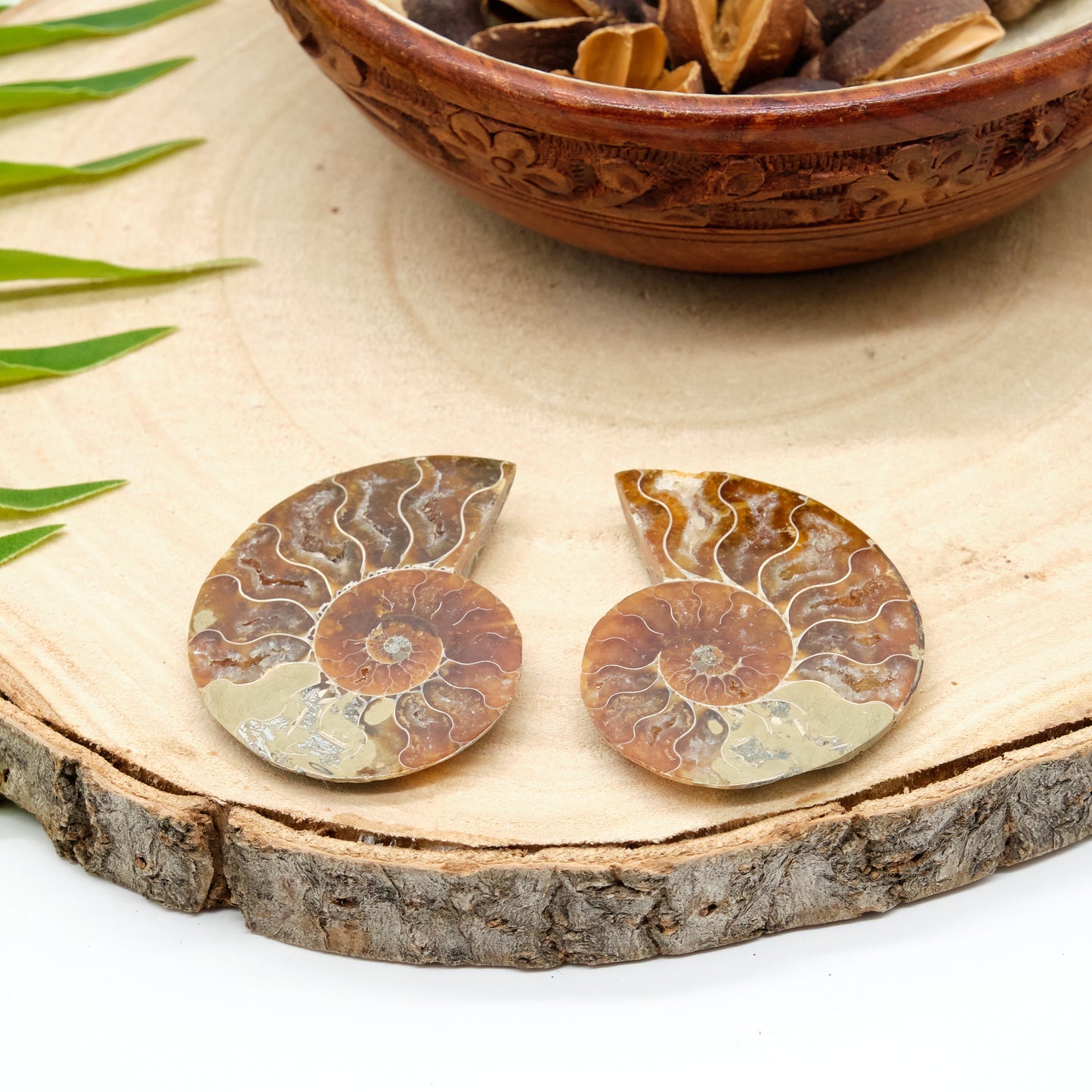 large authentic ammonite pairs prehistorc fossils