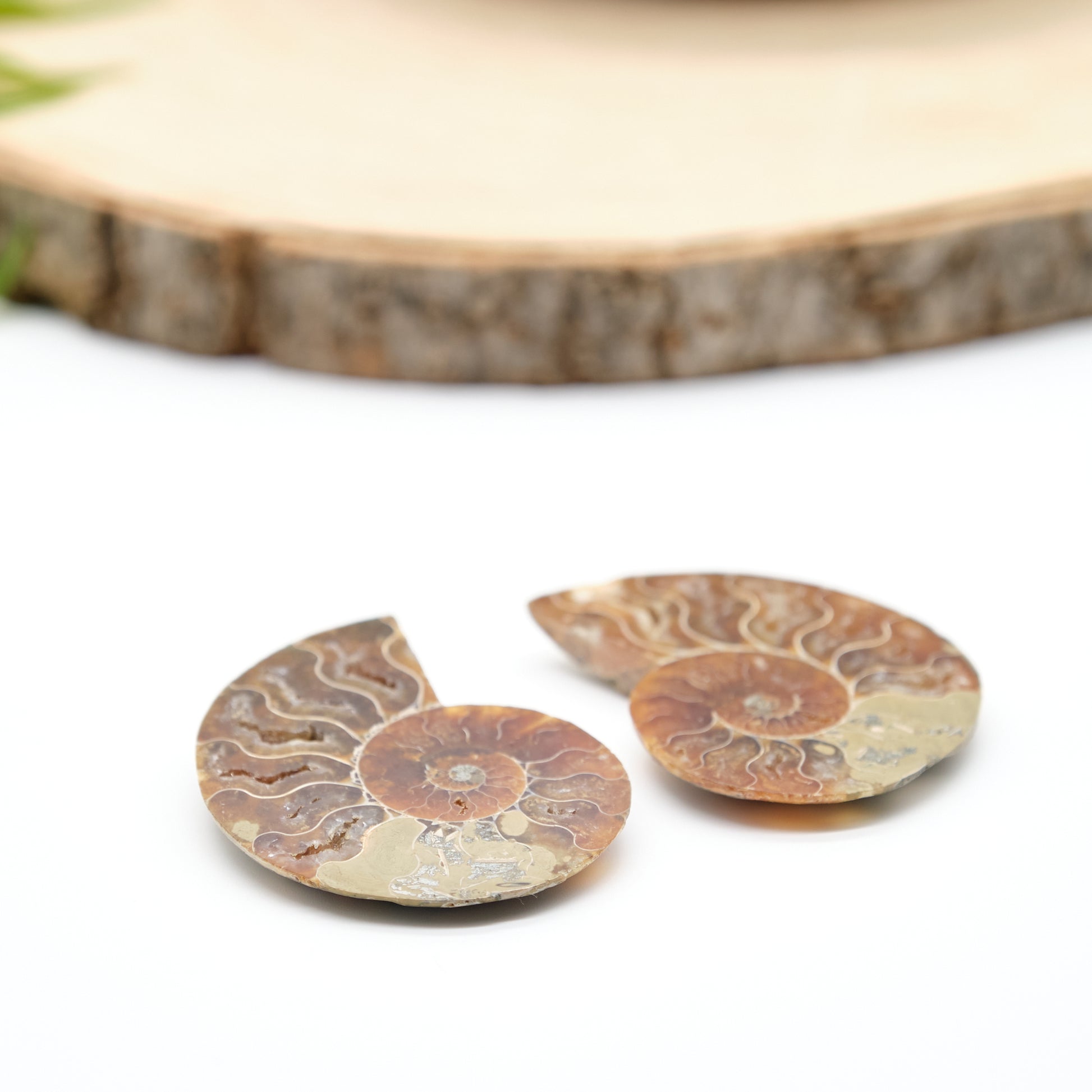 large authentic ammonite pairs prehistorc fossils