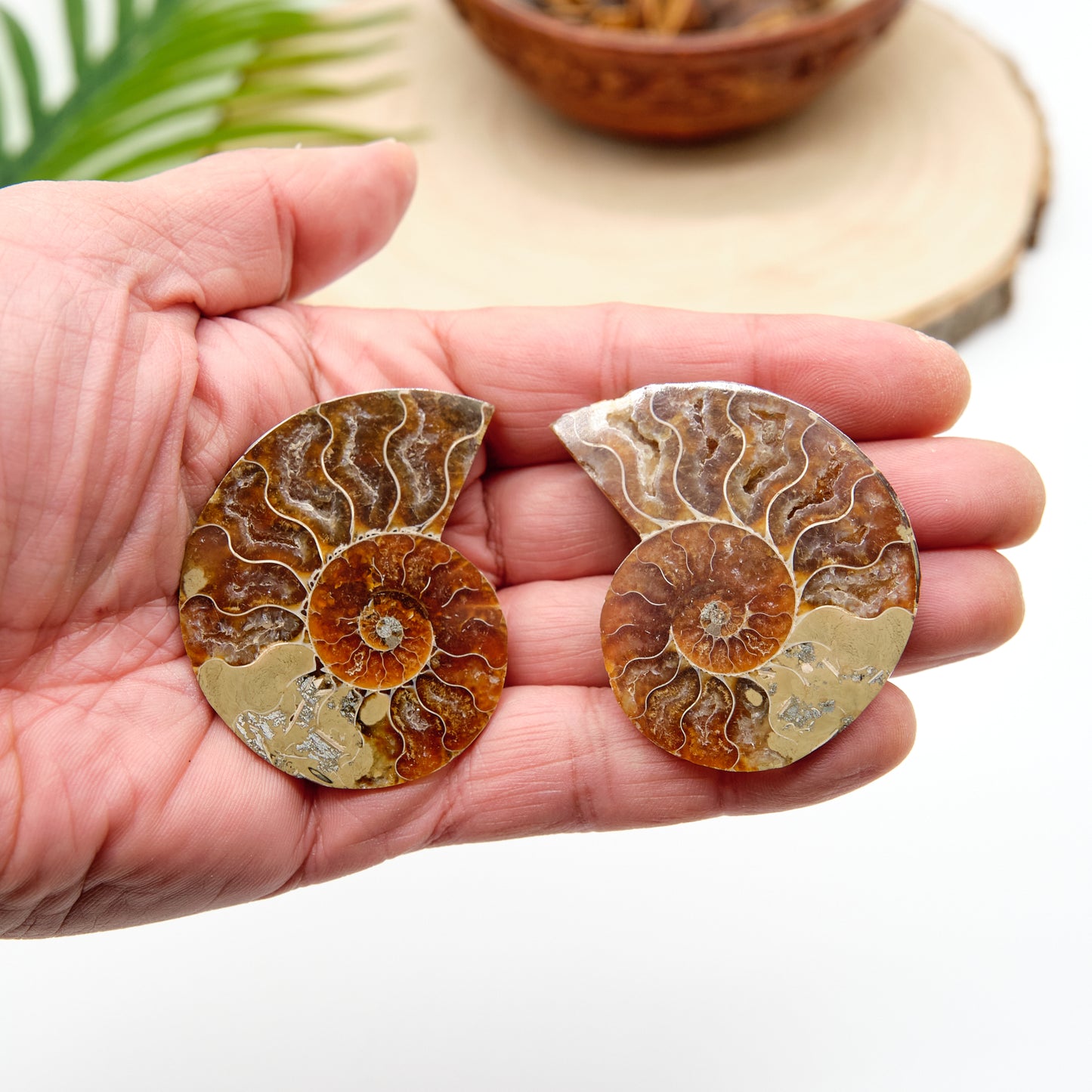 large authentic ammonite pairs prehistorc fossils