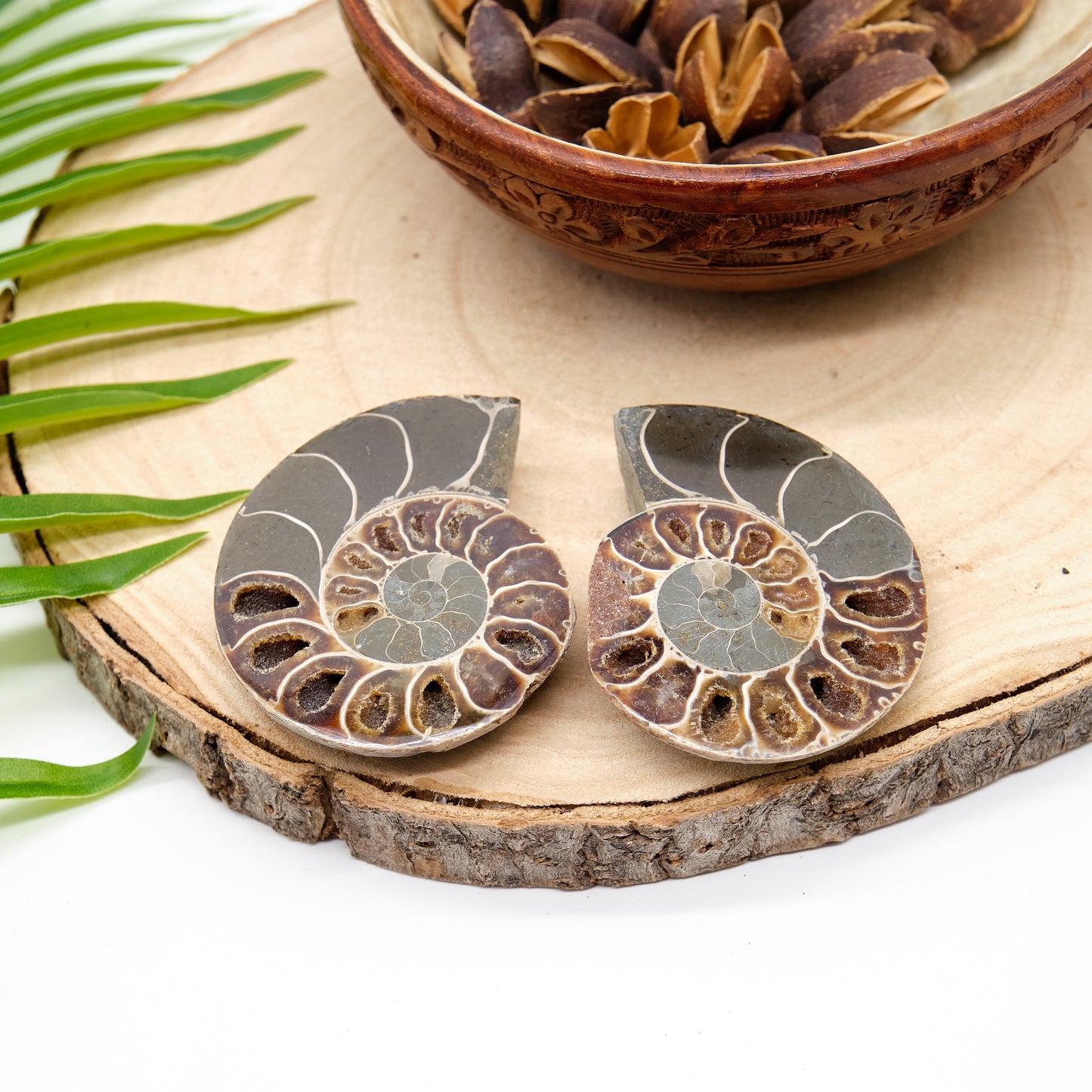 large authentic ammonite pairs prehistorc fossils