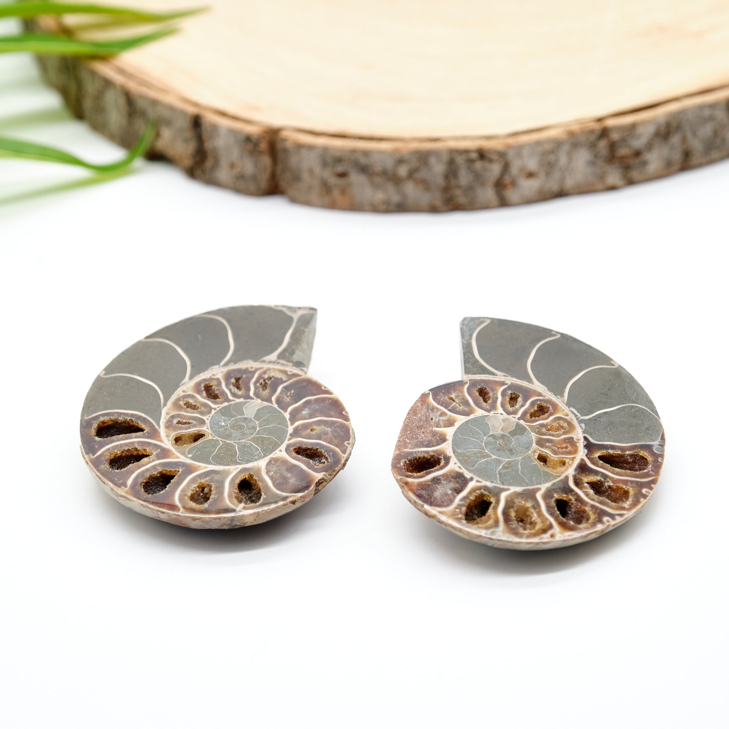Large Genuine Ammonite Pairs 5-8cm