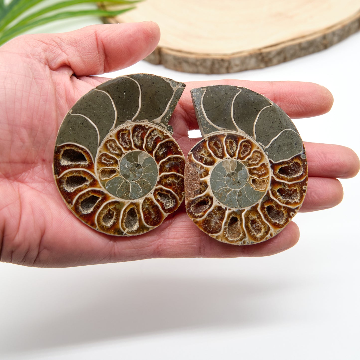 Large Genuine Ammonite Pairs 5-8cm