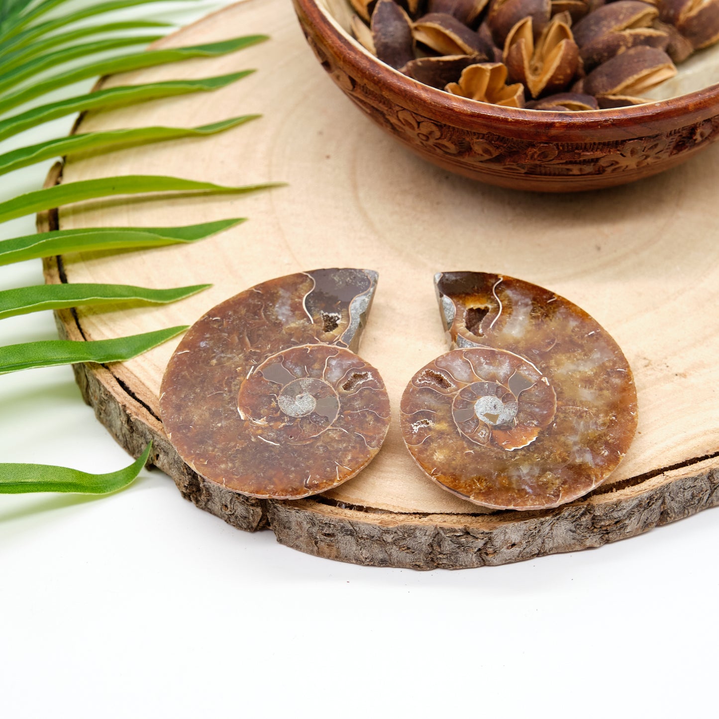 Large Genuine Ammonite Pairs 5-8cm