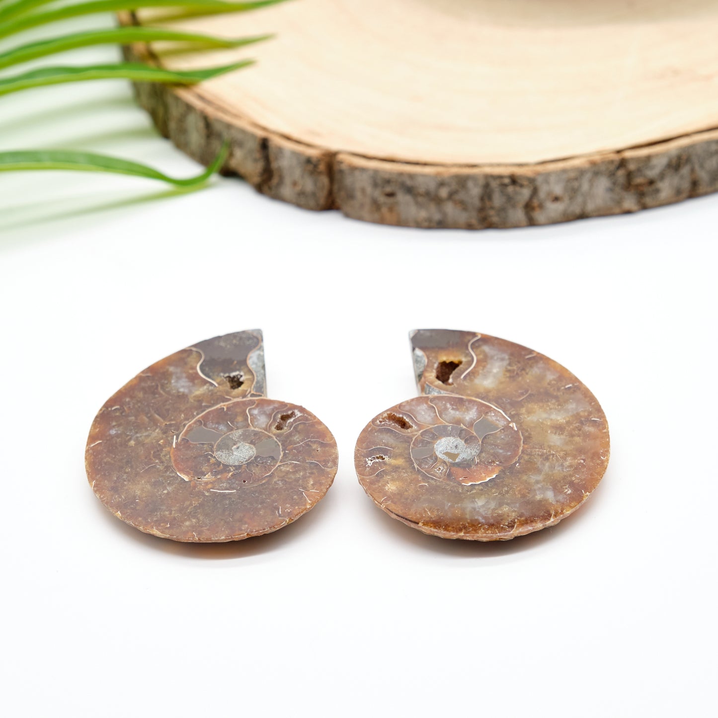 Large Genuine Ammonite Pairs 5-8cm