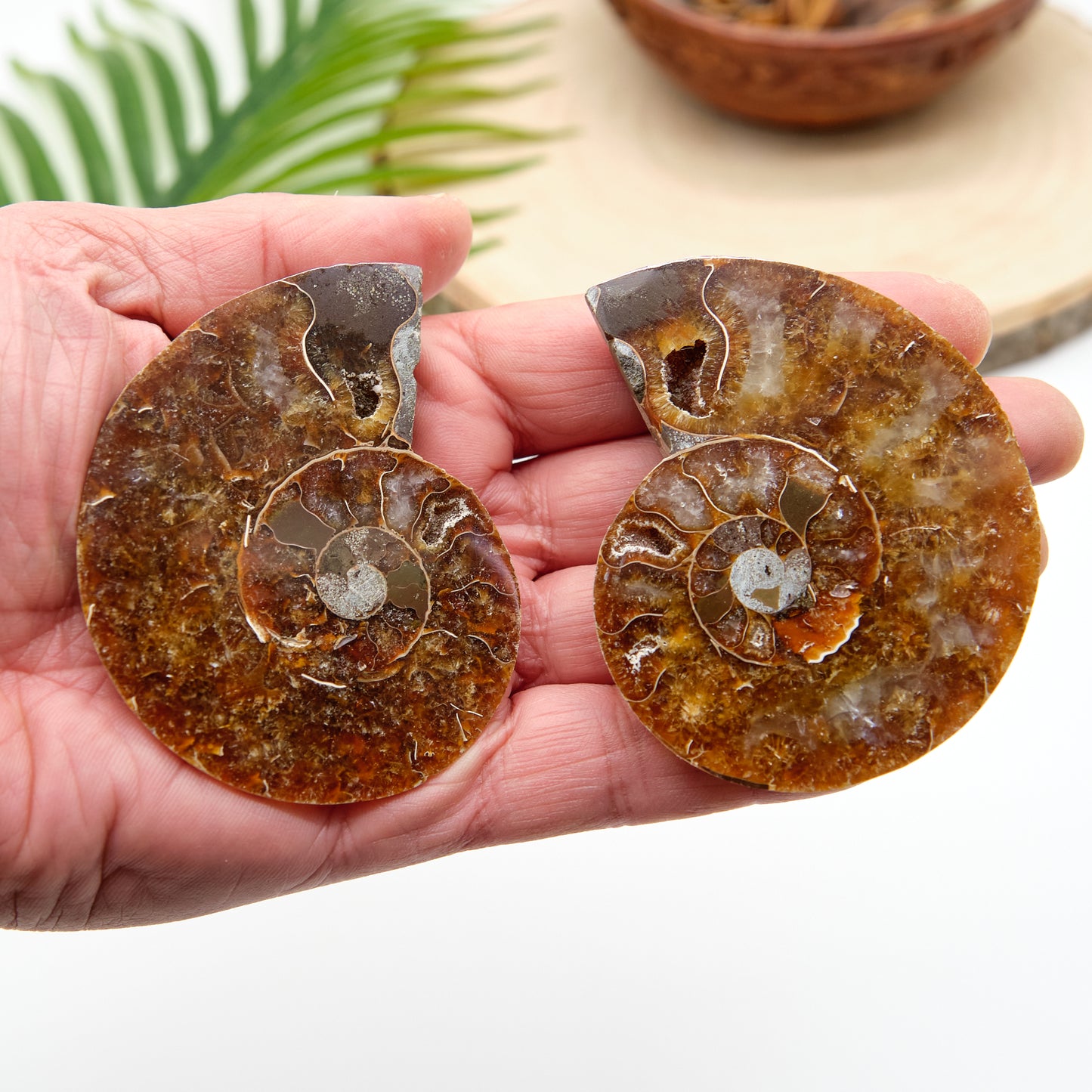 Large Genuine Ammonite Pairs 5-8cm