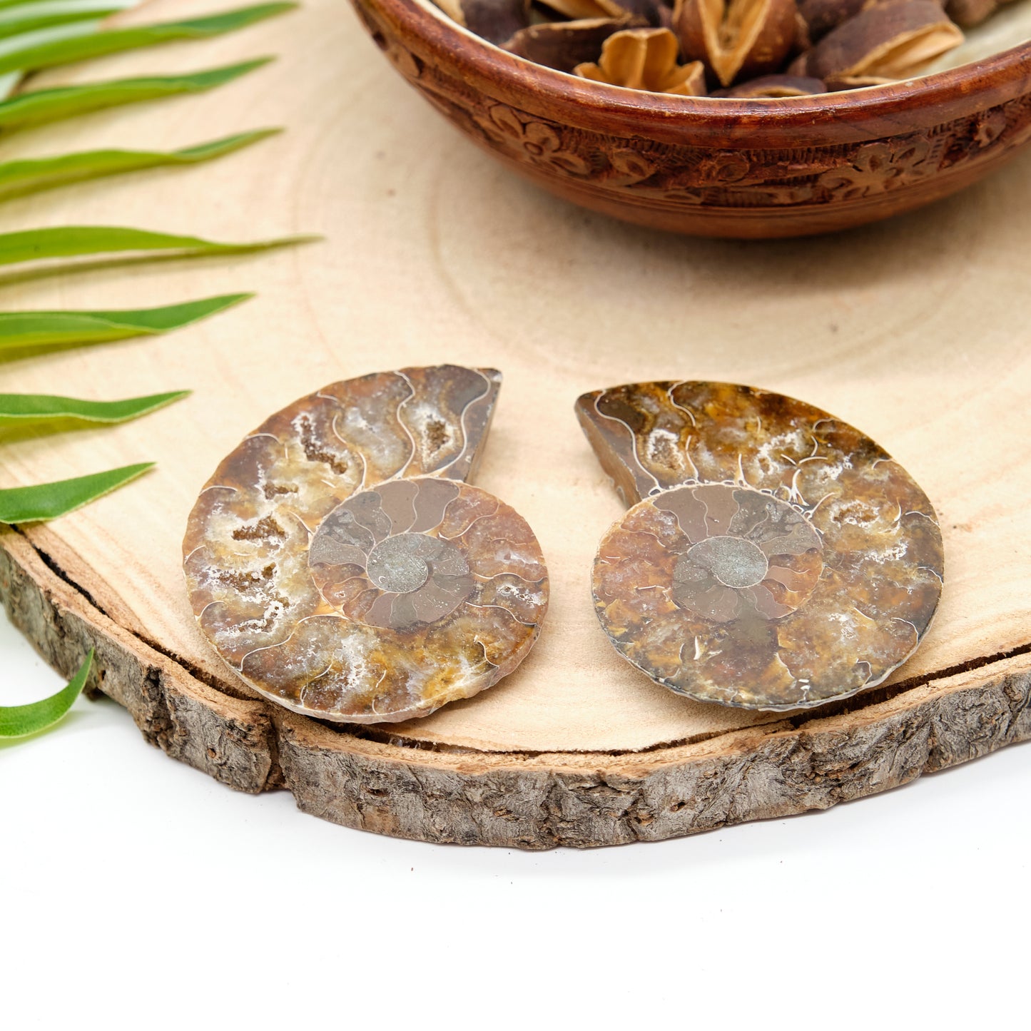 Large Genuine Ammonite Pairs 5-8cm
