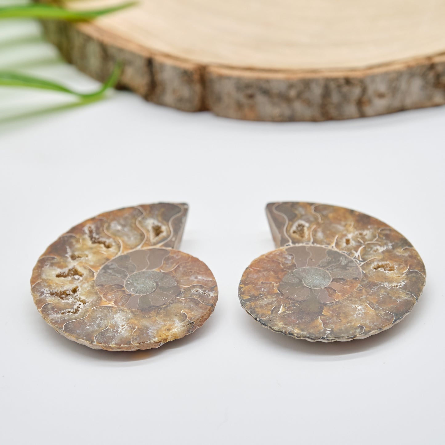 Large Genuine Ammonite Pairs 5-8cm