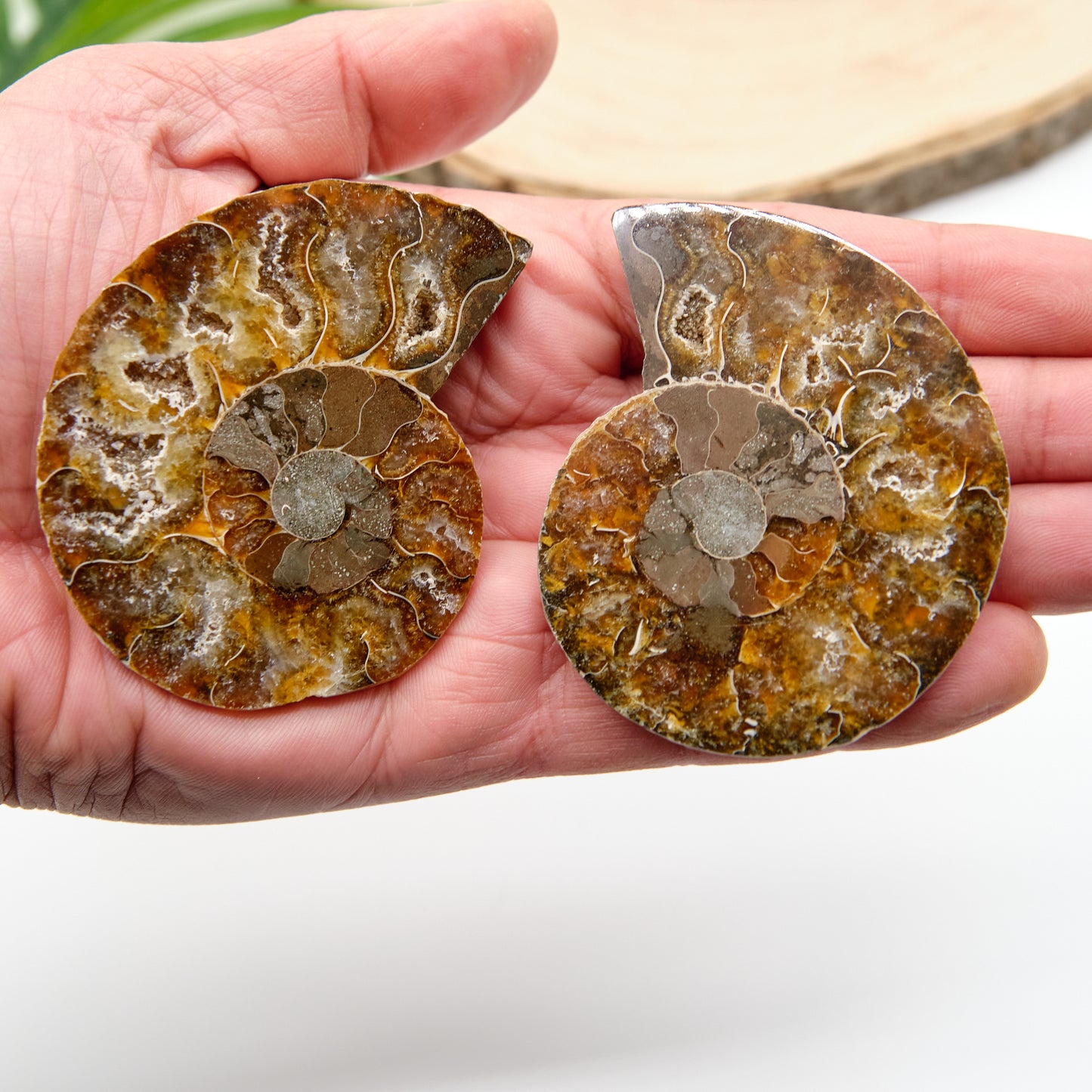 Large Genuine Ammonite Pairs 5-8cm
