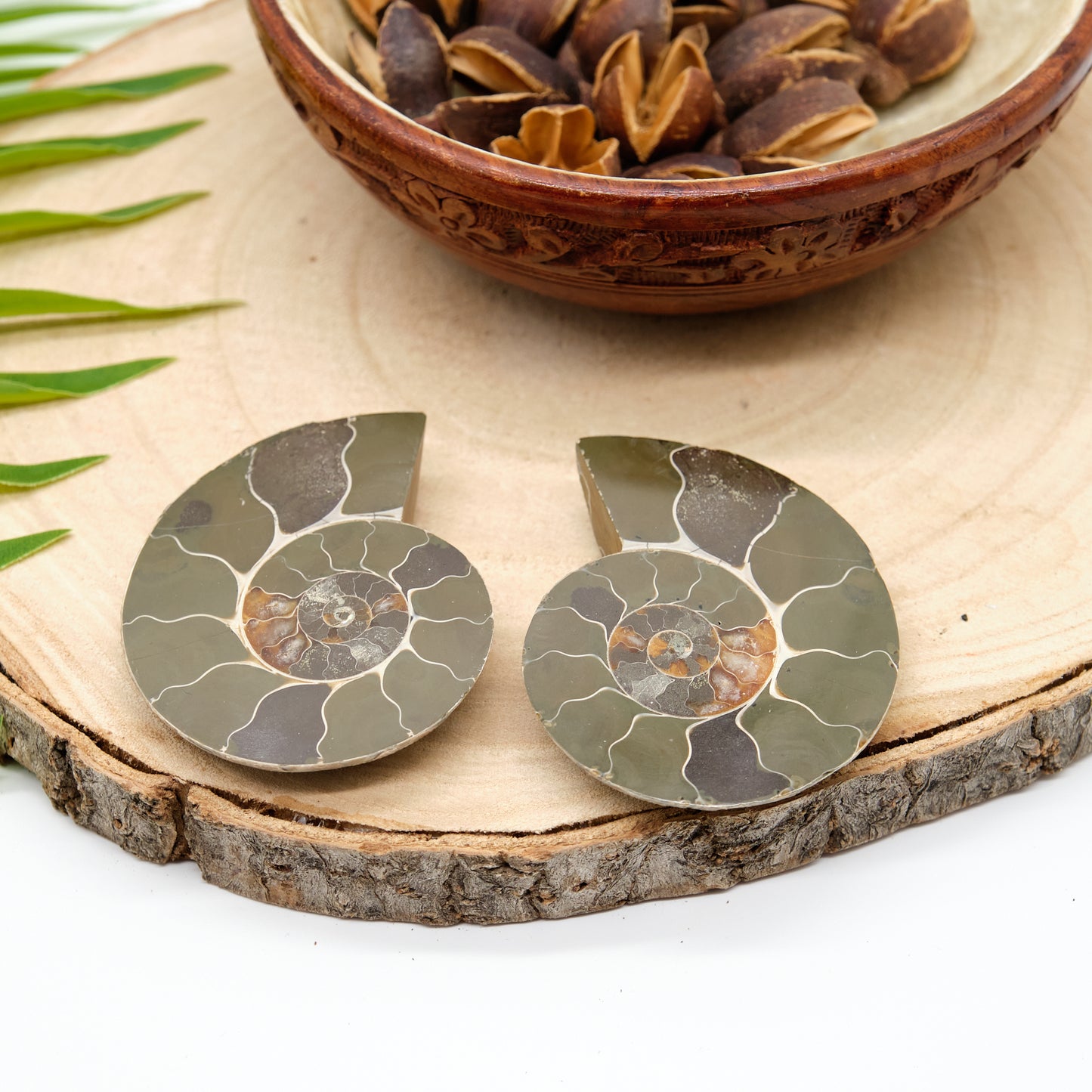 Large Genuine Ammonite Pairs 5-8cm