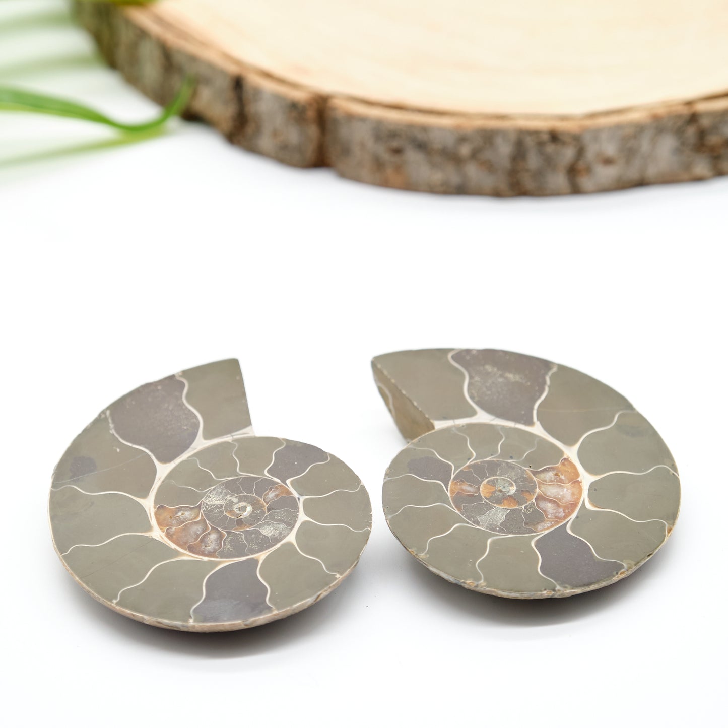 Large Genuine Ammonite Pairs 5-8cm