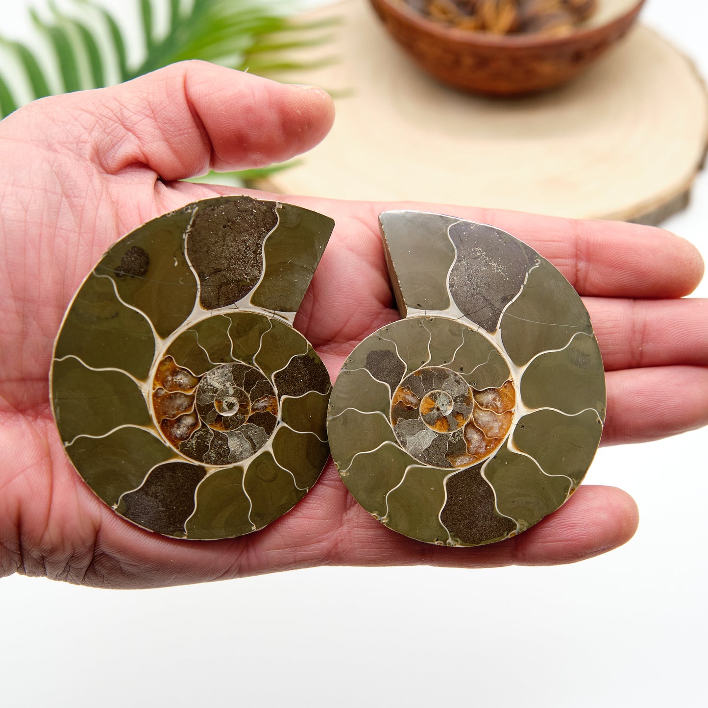 Large Genuine Ammonite Pairs 5-8cm