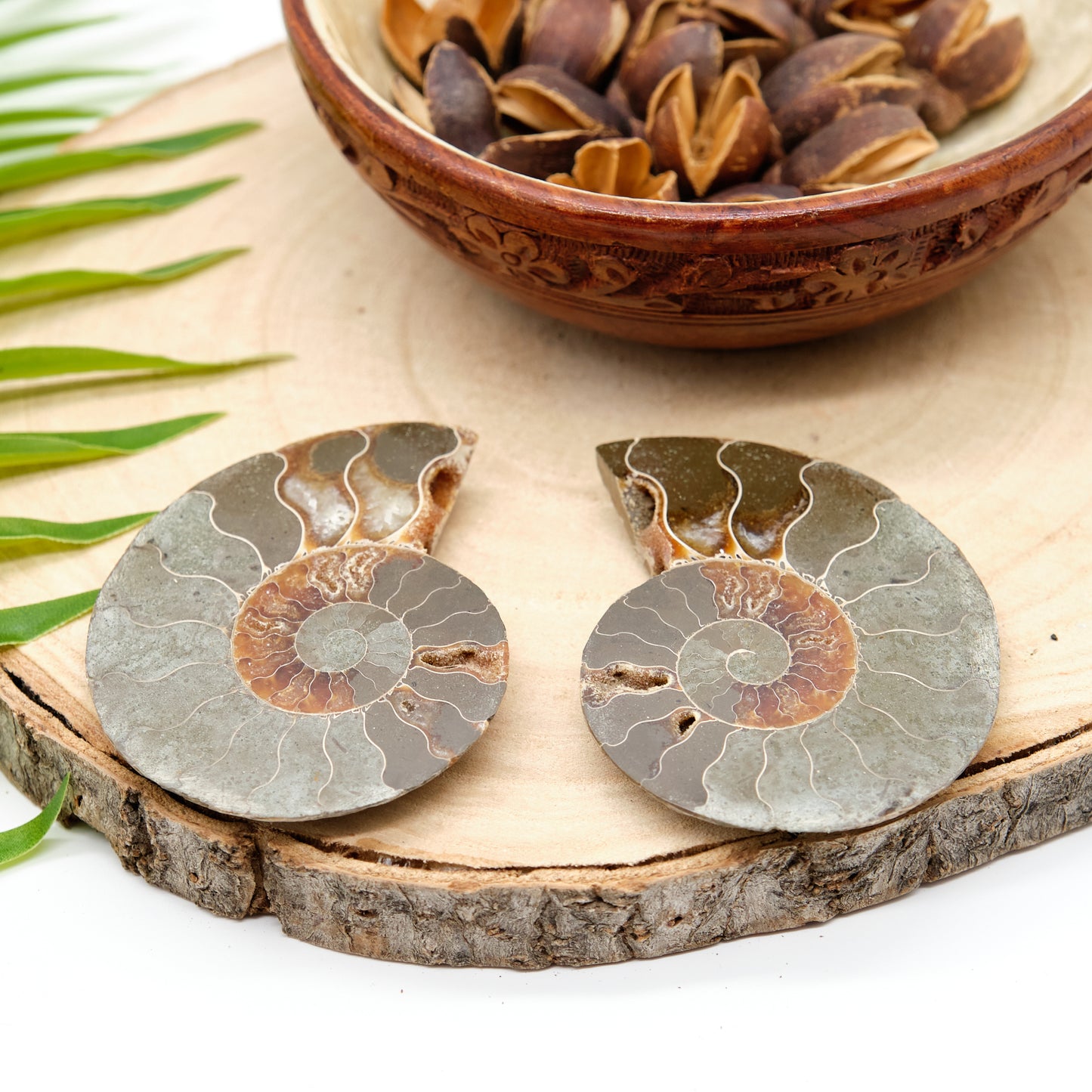 Large Genuine Ammonite Pairs 5-8cm