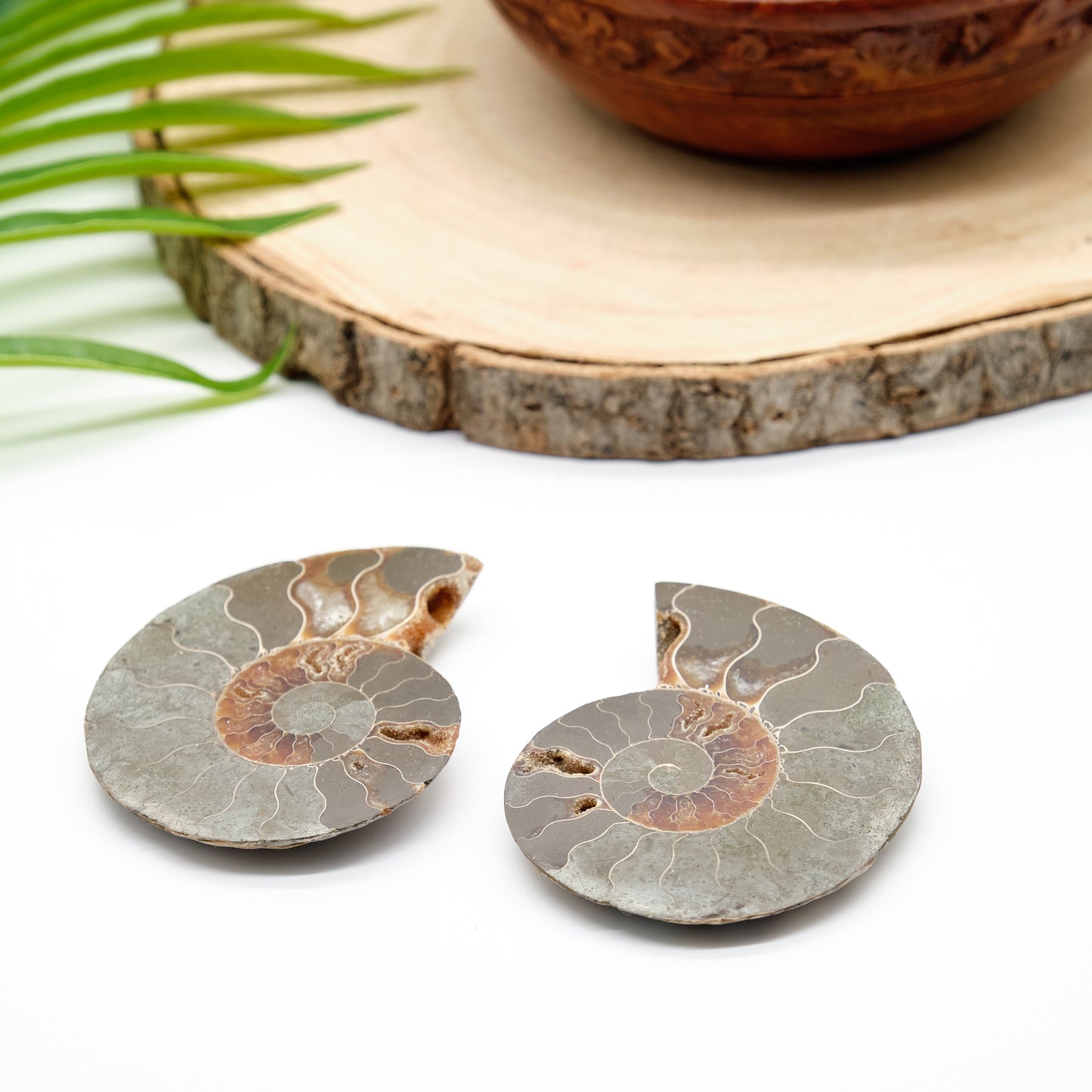 Large Genuine Ammonite Pairs 5-8cm