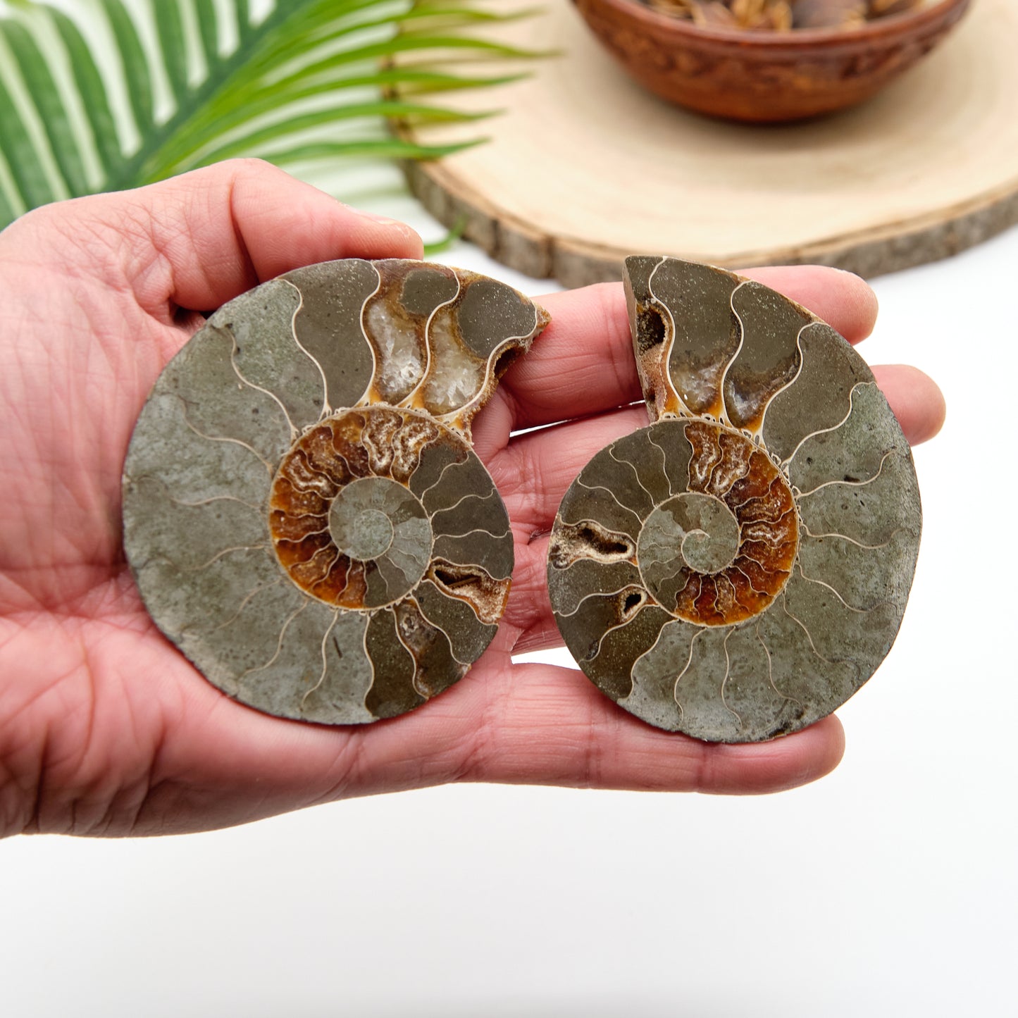 Large Genuine Ammonite Pairs 5-8cm