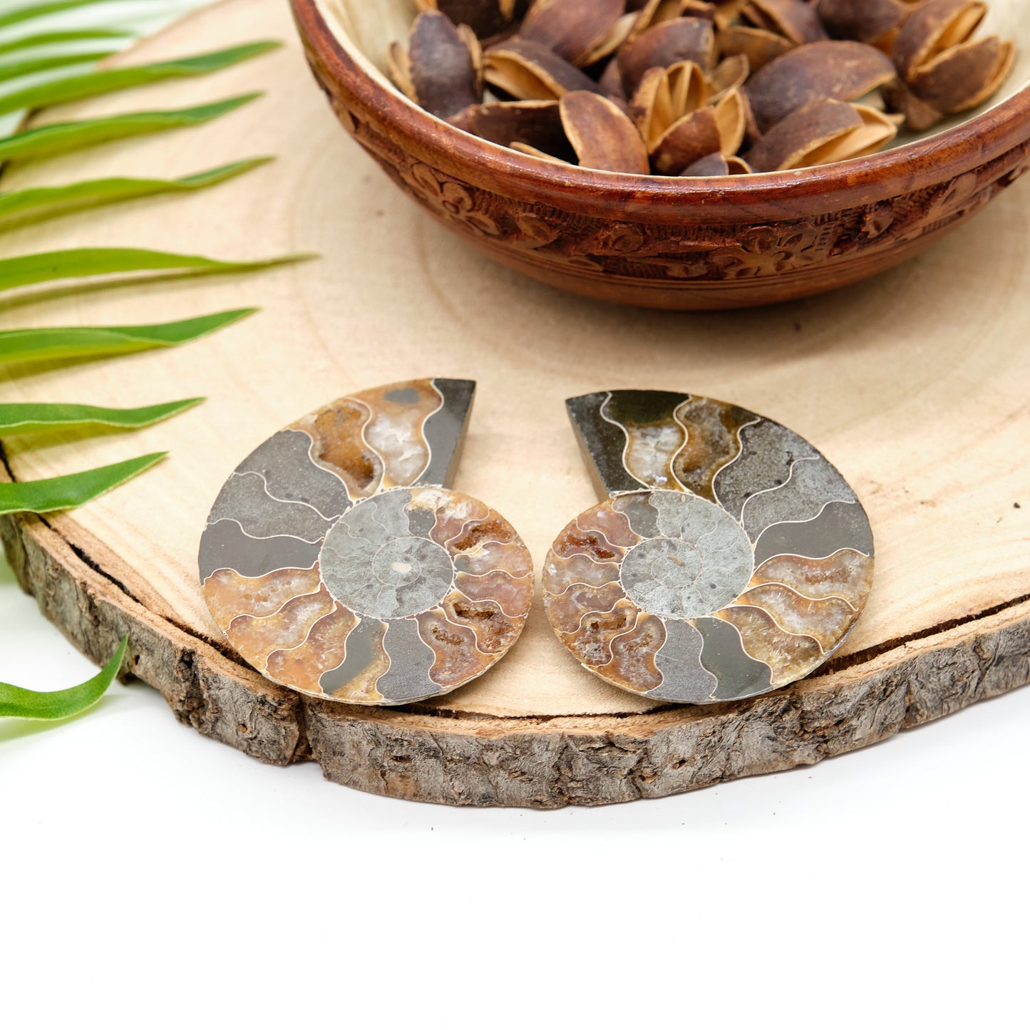 Large Genuine Ammonite Pairs 5-8cm