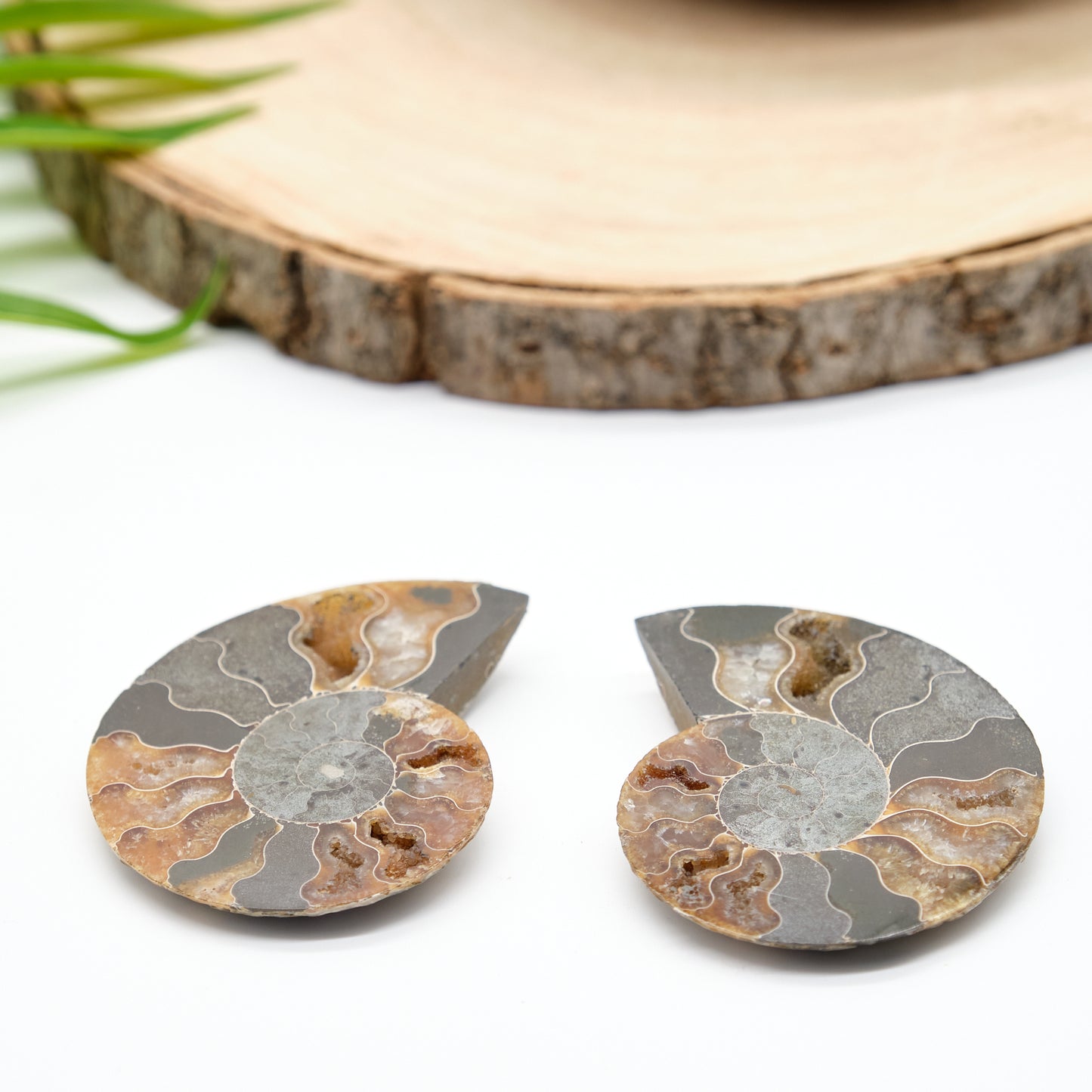 Large Genuine Ammonite Pairs 5-8cm