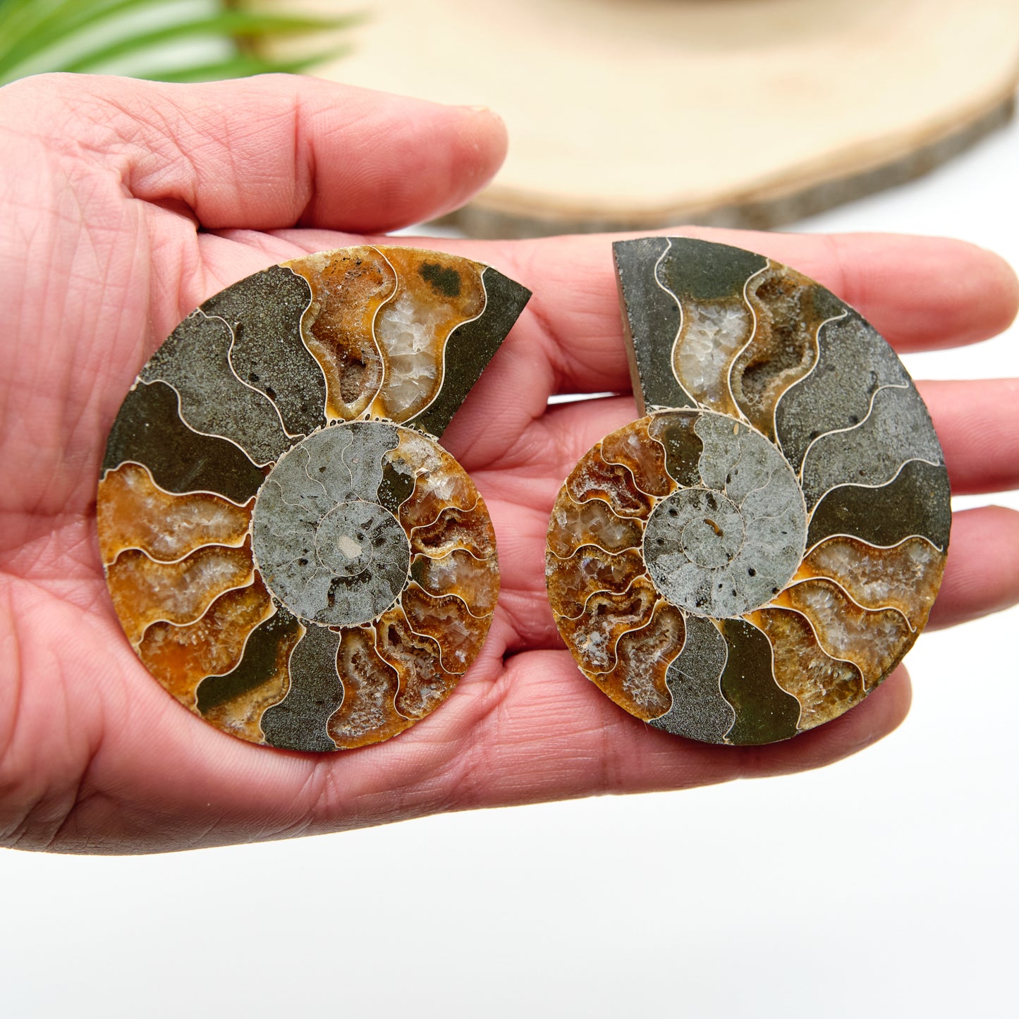 Large Genuine Ammonite Pairs 5-8cm