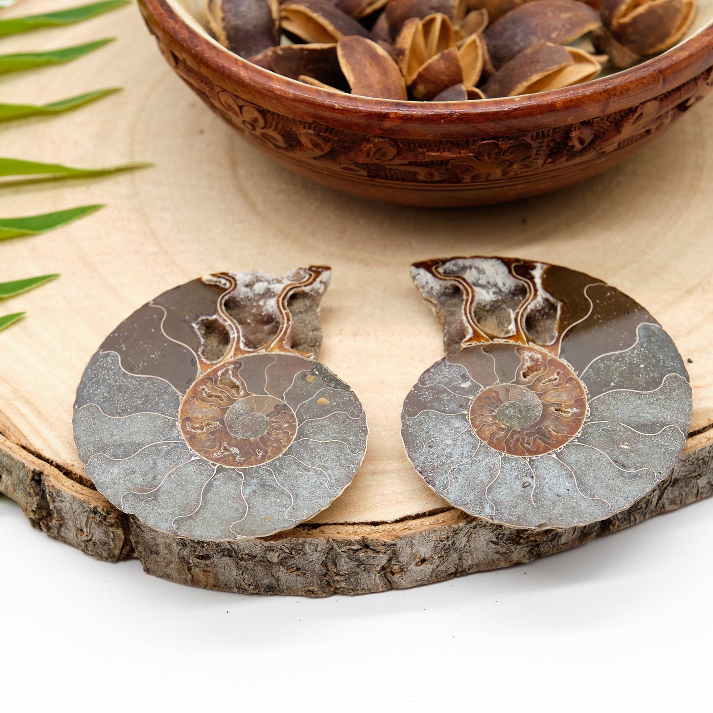 Large Genuine Ammonite Pairs 5-8cm