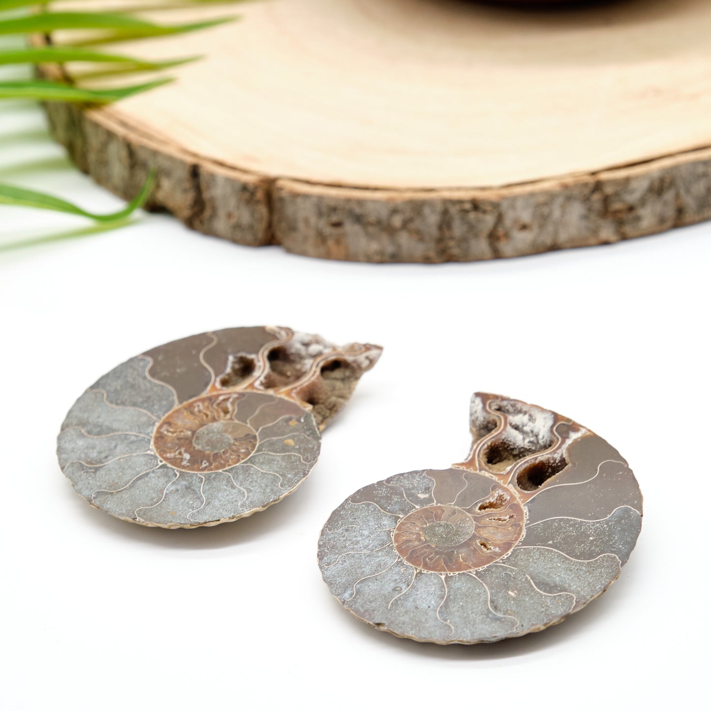 Large Genuine Ammonite Pairs 5-8cm