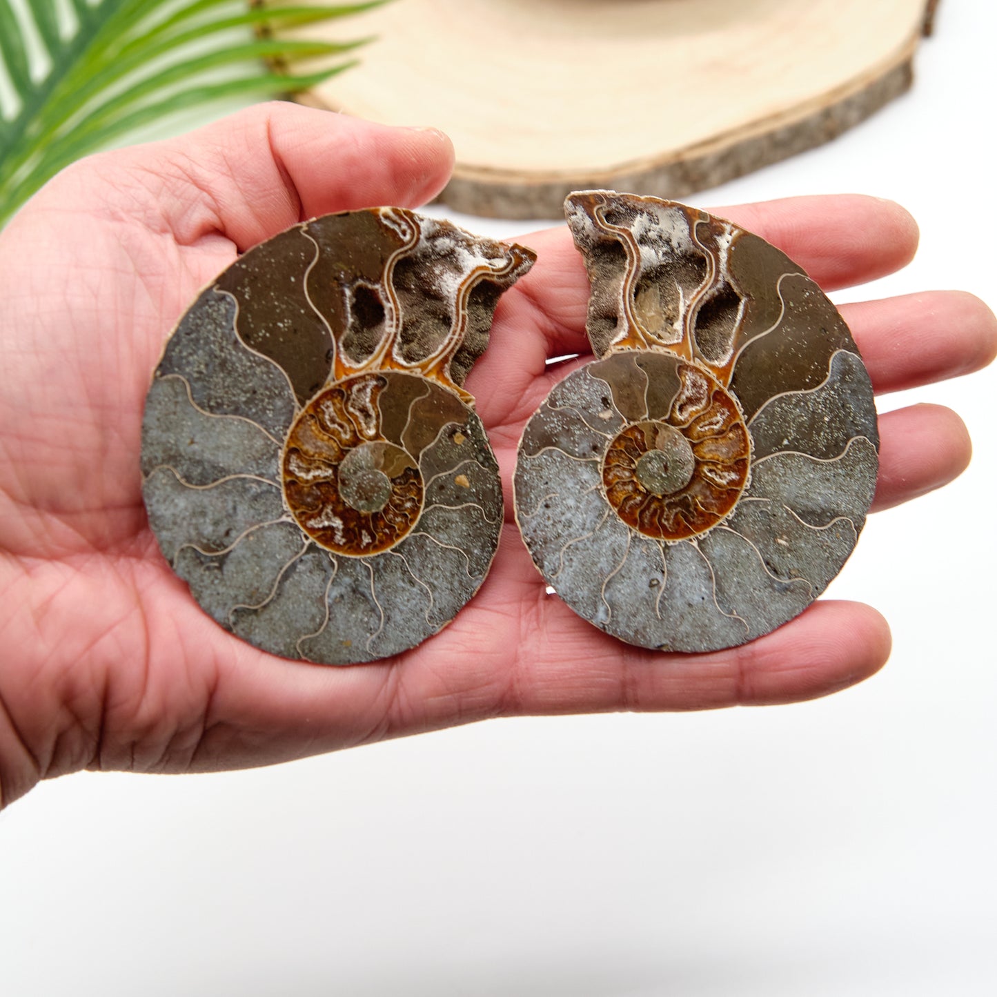 Large Genuine Ammonite Pairs 5-8cm