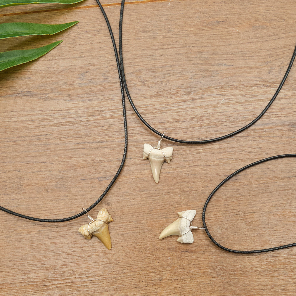 Genuine Otodus Shark Tooth Necklace x 1 Piece