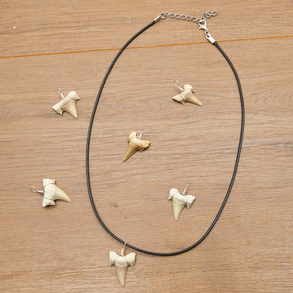 Genuine Otodus Shark Tooth Necklace x 1 Piece