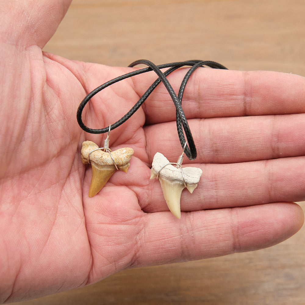 Genuine Otodus Shark Tooth Necklace x 1 Piece