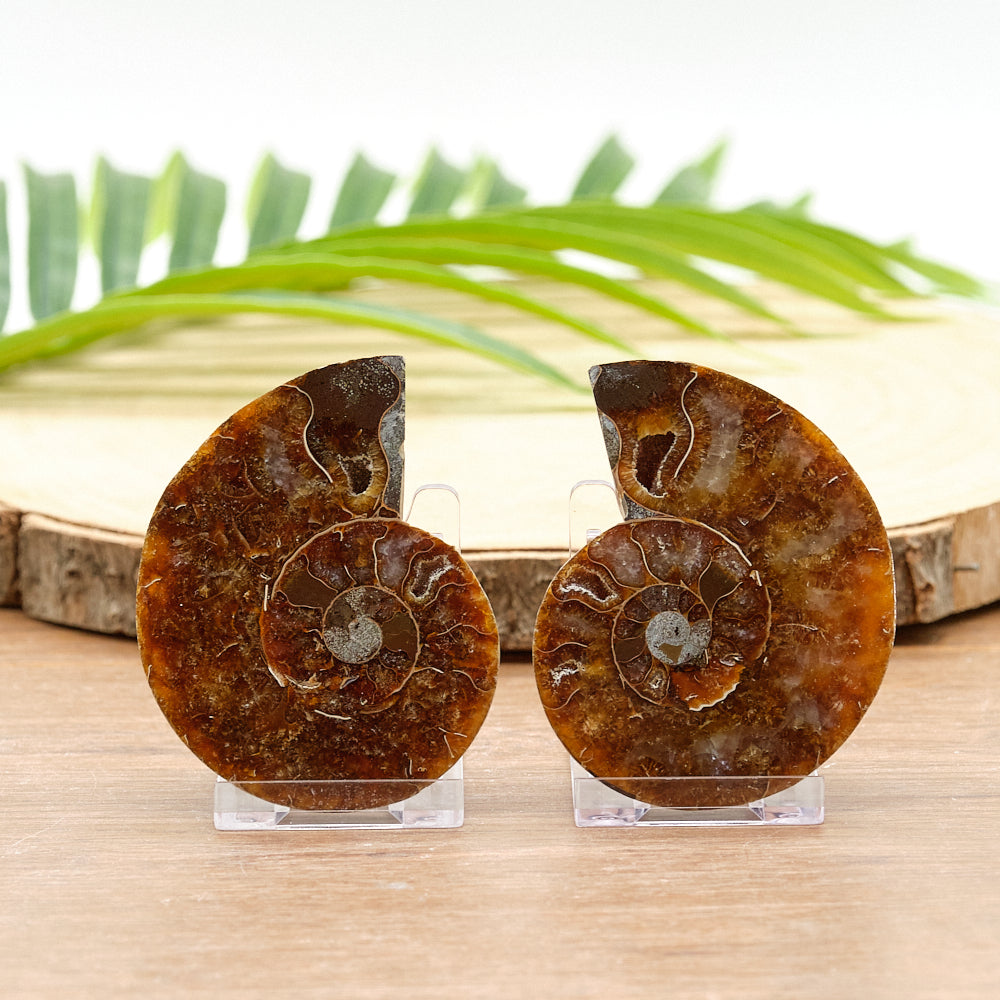 Large Genuine Ammonite Pairs 4-8cm