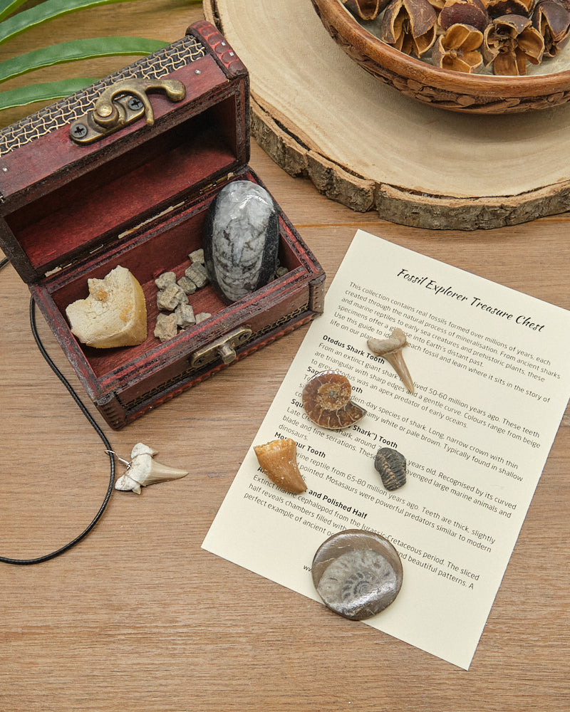 Fossils Treasure Chest Gift Set