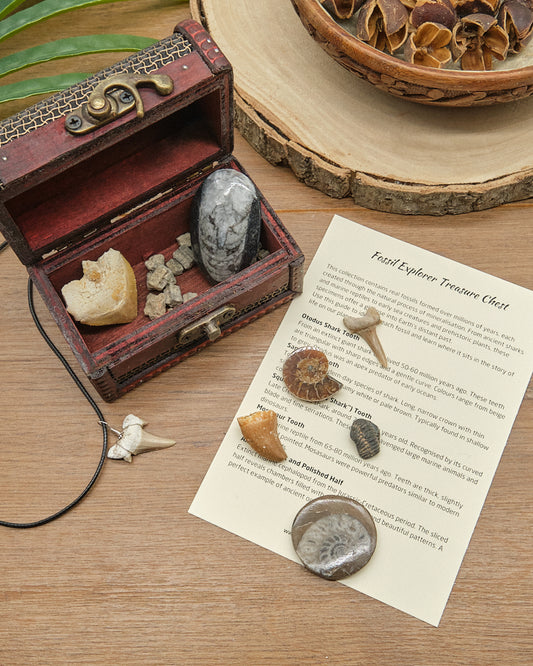 Fossils Treasure Chest Gift Set