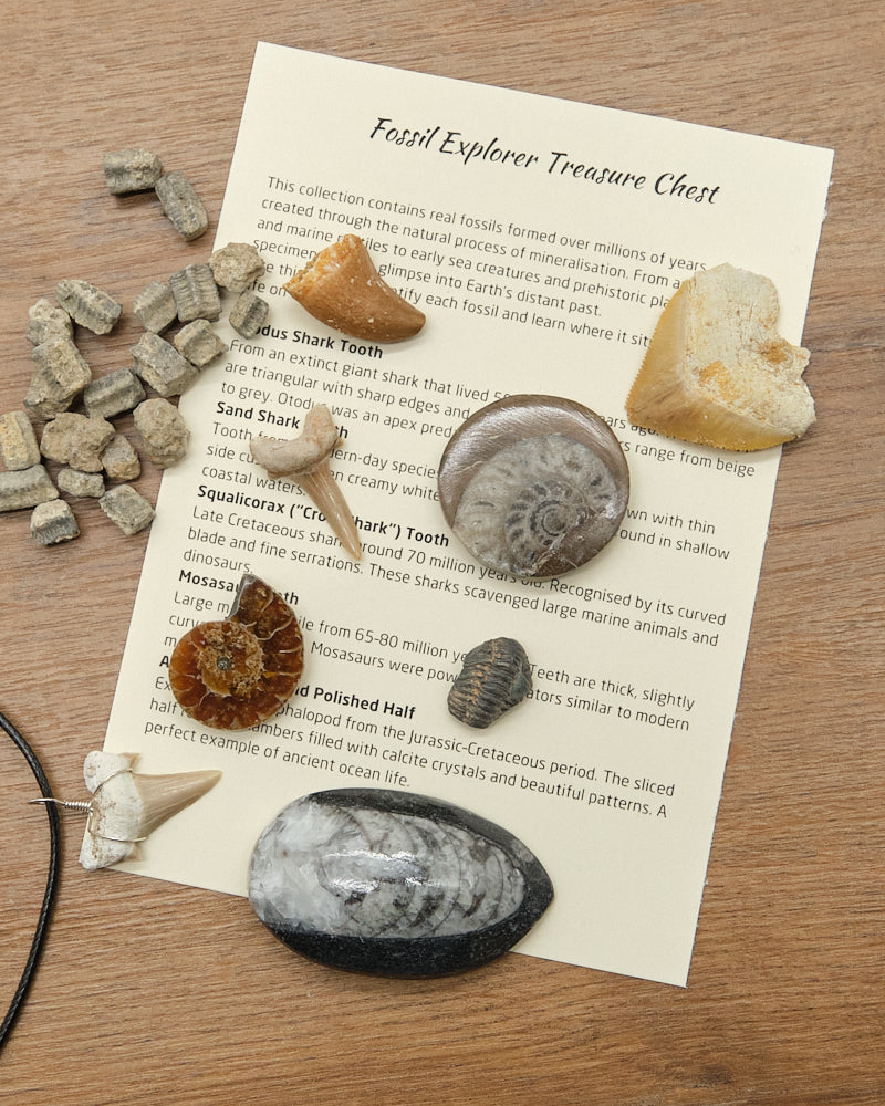 Fossils Treasure Chest Gift Set