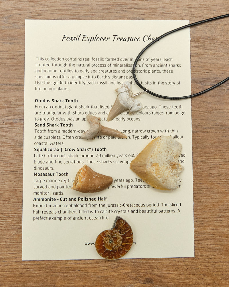 Fossils Treasure Chest Gift Set