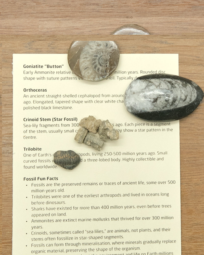 Fossils Treasure Chest Gift Set