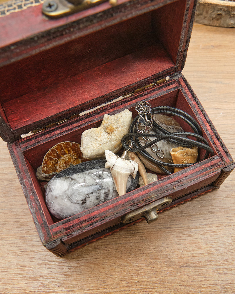 Fossils Treasure Chest Gift Set