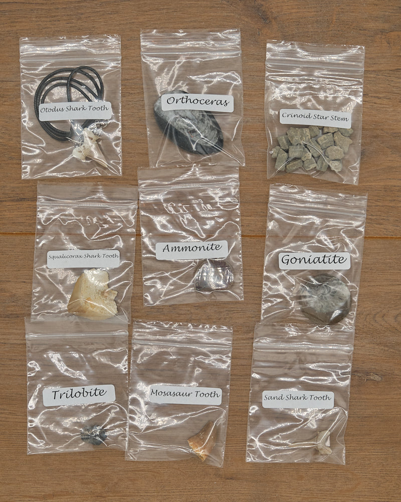 Fossils Treasure Chest Gift Set