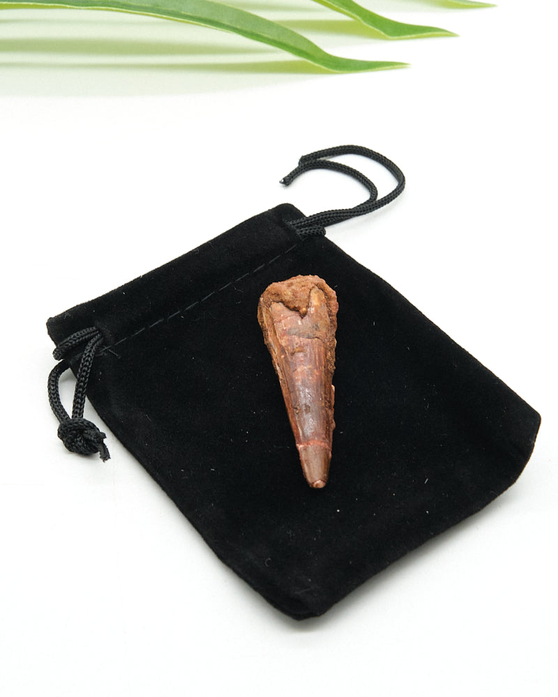Genuine Spinosaurus Dinosaur Tooth 5cm