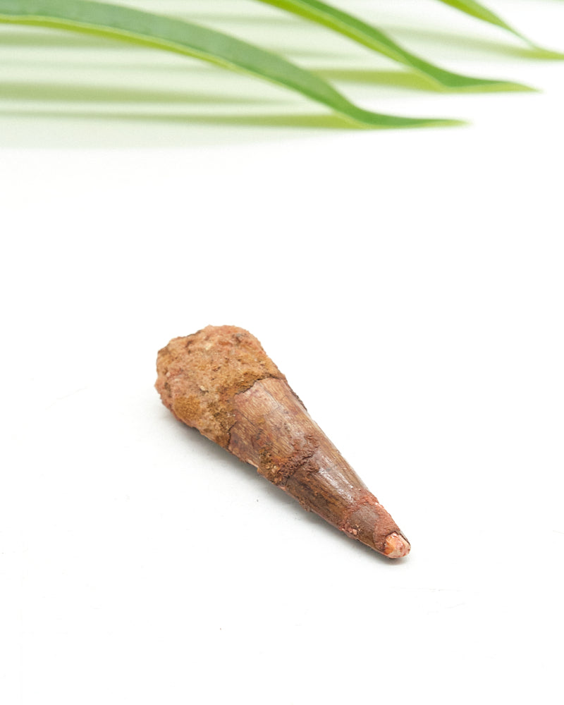 Genuine Spinosaurus Dinosaur Tooth 5cm