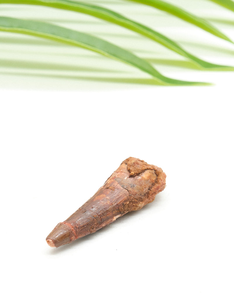 Genuine Spinosaurus Dinosaur Tooth 5cm