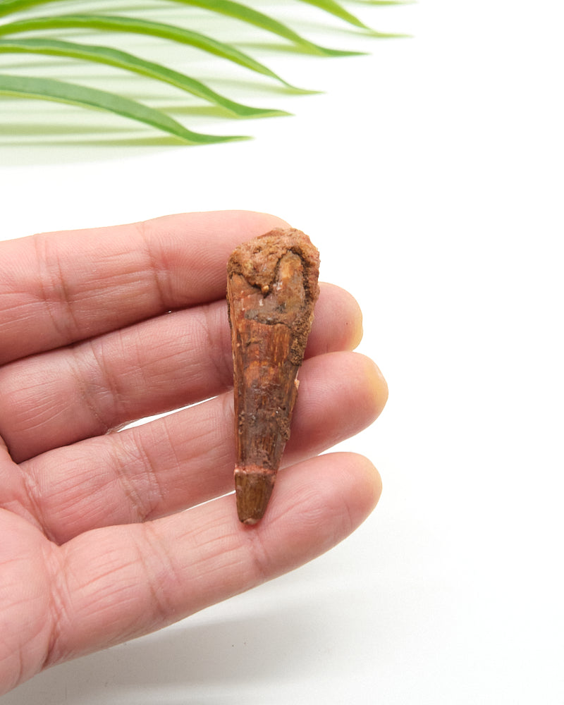 Genuine Spinosaurus Dinosaur Tooth 5cm