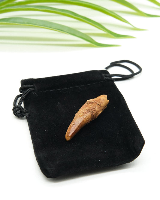Genuine Spinosaurus Dinosaur Tooth 4cm