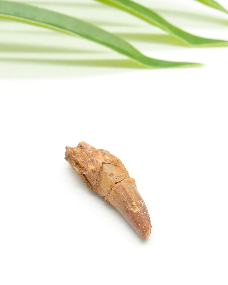 Genuine Spinosaurus Dinosaur Tooth 4cm