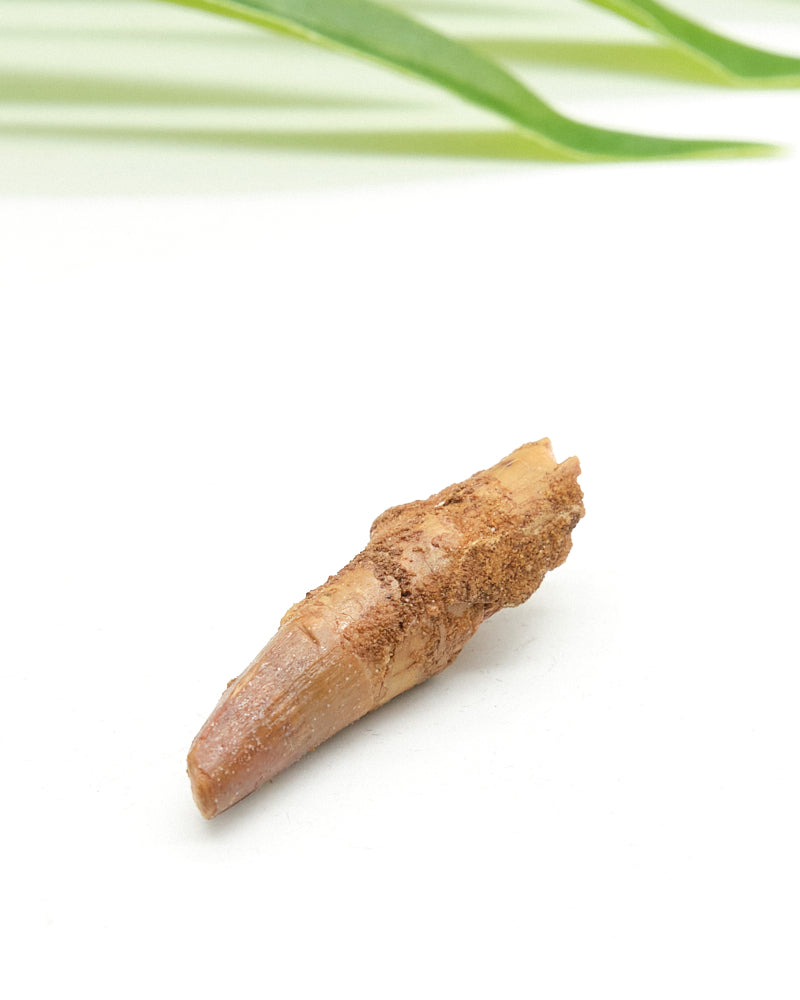 Genuine Spinosaurus Dinosaur Tooth 4cm