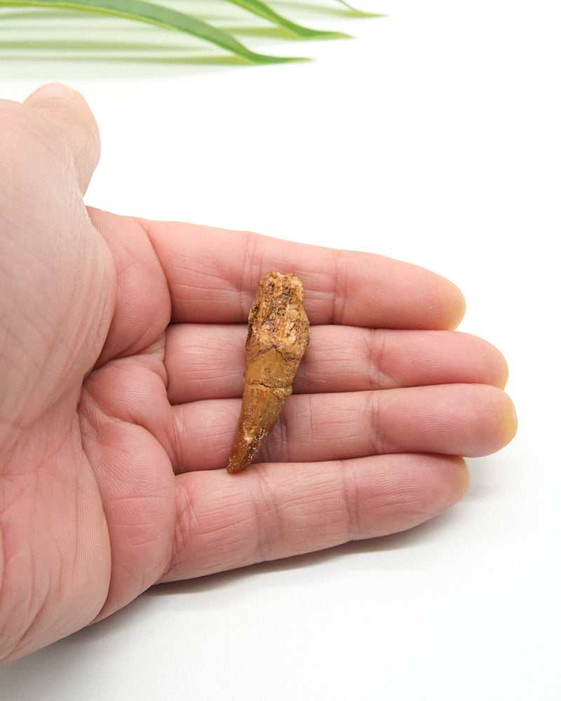 Genuine Spinosaurus Dinosaur Tooth 4cm