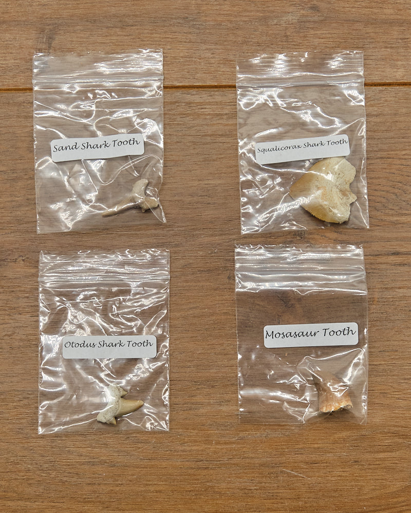 Shark and Reptile Fossil Teeth Gift Set