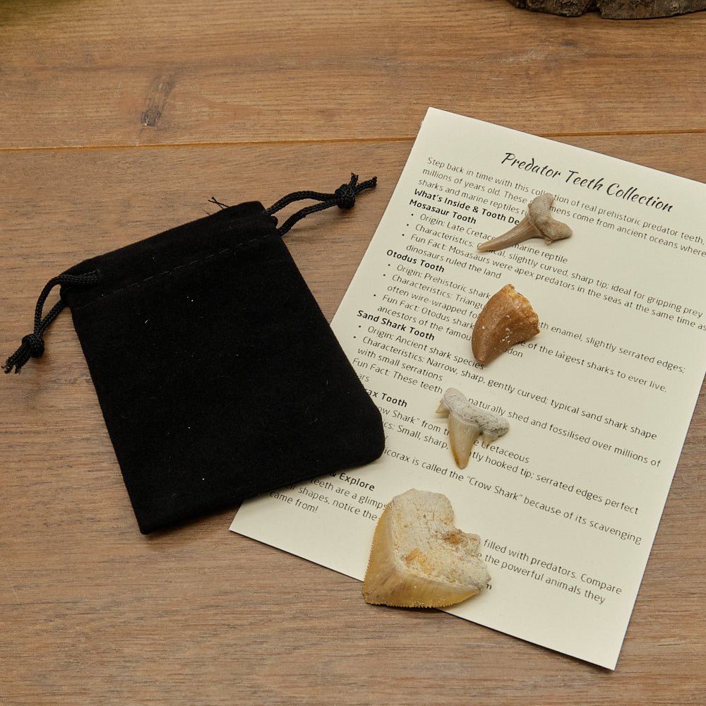 Shark and Reptile Fossil Teeth Gift Set