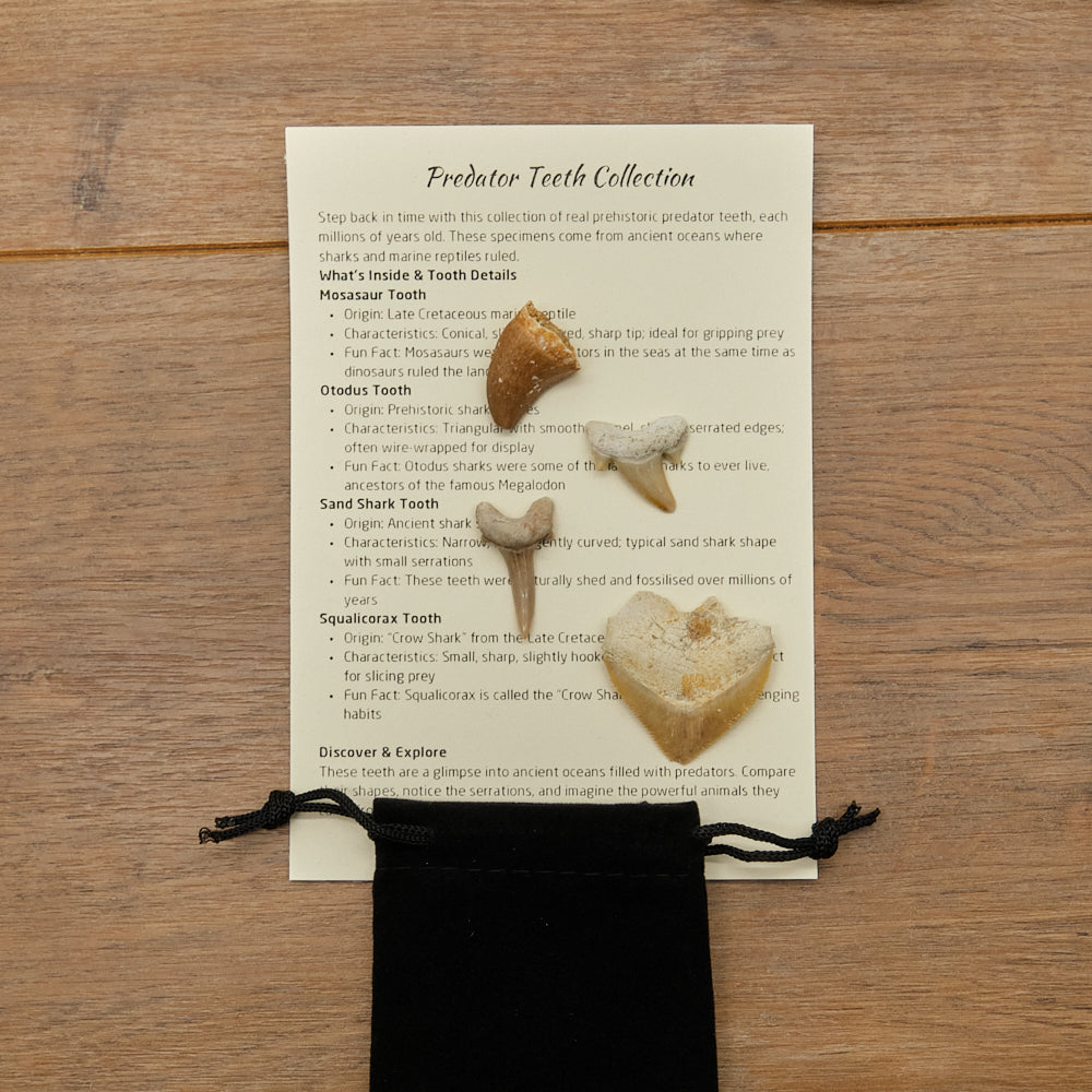 Shark and Reptile Fossil Teeth Gift Set